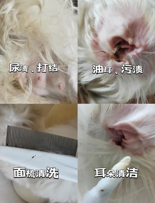 狗狗怀孕多久可以洗澡,狗狗怀孕几天能洗澡?-第5张图片-后鲨宠物 狗狗怀孕多久可以洗澡,狗狗怀孕几天能洗澡?-第5张图片-后鲨宠物