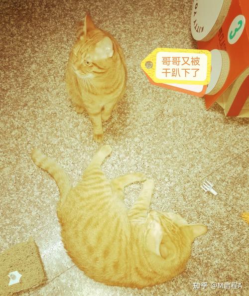 猫咪需要穿衣服吗,猫猫用穿衣服吗-第1张图片-后鲨宠物 猫咪需要穿衣服吗,猫猫用穿衣服吗-第1张图片-后鲨宠物