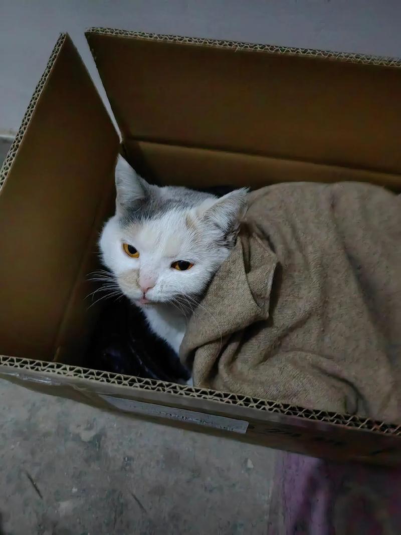 猫咪需要穿衣服吗,猫猫用穿衣服吗-第2张图片-后鲨宠物 猫咪需要穿衣服吗,猫猫用穿衣服吗-第2张图片-后鲨宠物