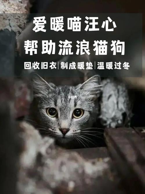 猫咪需要穿衣服吗,猫猫用穿衣服吗-第3张图片-后鲨宠物 猫咪需要穿衣服吗,猫猫用穿衣服吗-第3张图片-后鲨宠物