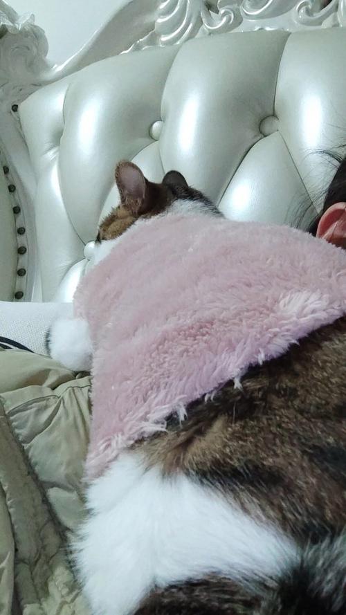 猫咪需要穿衣服吗,猫猫用穿衣服吗-第4张图片-后鲨宠物 猫咪需要穿衣服吗,猫猫用穿衣服吗-第4张图片-后鲨宠物