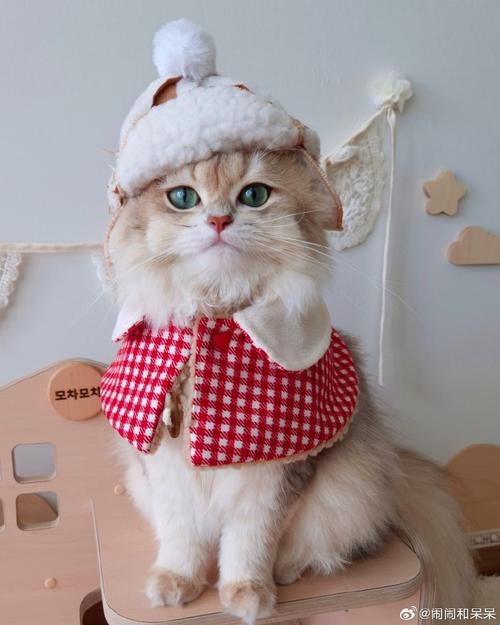 猫咪需要穿衣服吗,猫猫用穿衣服吗-第5张图片-后鲨宠物 猫咪需要穿衣服吗,猫猫用穿衣服吗-第5张图片-后鲨宠物