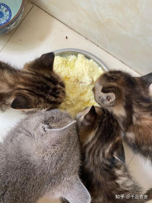 刚出生的小猫咪吃什么_刚出生的小猫咪吃啥-第1张图片-后鲨宠物 刚出生的小猫咪吃什么_刚出生的小猫咪吃啥-第1张图片-后鲨宠物