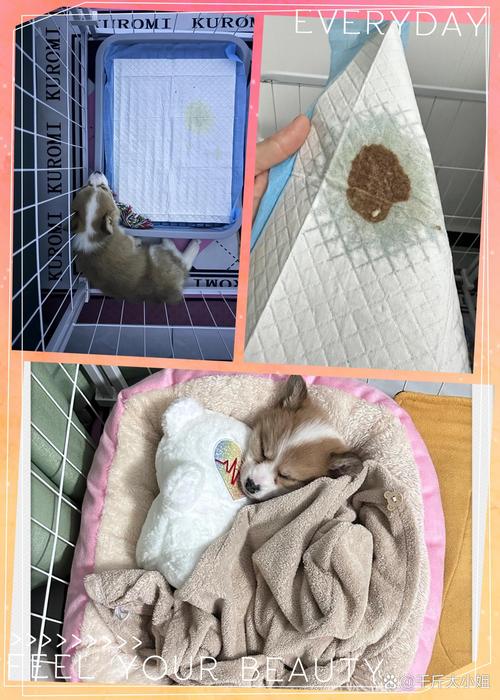 狗狗得细小第三天症状,狗狗得细小已经有三四天了,还能不能医好?-第4张图片-后鲨宠物 狗狗得细小第三天症状,狗狗得细小已经有三四天了,还能不能医好?-第4张图片-后鲨宠物