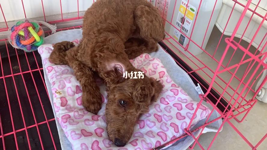 狗狗得细小第三天症状,狗狗得细小已经有三四天了,还能不能医好?-第5张图片-后鲨宠物 狗狗得细小第三天症状,狗狗得细小已经有三四天了,还能不能医好?-第5张图片-后鲨宠物