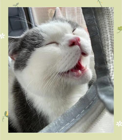 猫咪坐车张嘴什么原因_猫坐车张嘴呼吸怎么办-第1张图片-后鲨宠物 猫咪坐车张嘴什么原因_猫坐车张嘴呼吸怎么办-第1张图片-后鲨宠物