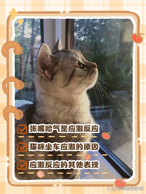 猫咪坐车张嘴什么原因_猫坐车张嘴呼吸怎么办-第2张图片-后鲨宠物 猫咪坐车张嘴什么原因_猫坐车张嘴呼吸怎么办-第2张图片-后鲨宠物