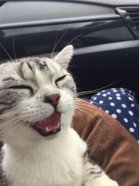 猫咪坐车张嘴什么原因_猫坐车张嘴呼吸怎么办-第3张图片-后鲨宠物 猫咪坐车张嘴什么原因_猫坐车张嘴呼吸怎么办-第3张图片-后鲨宠物