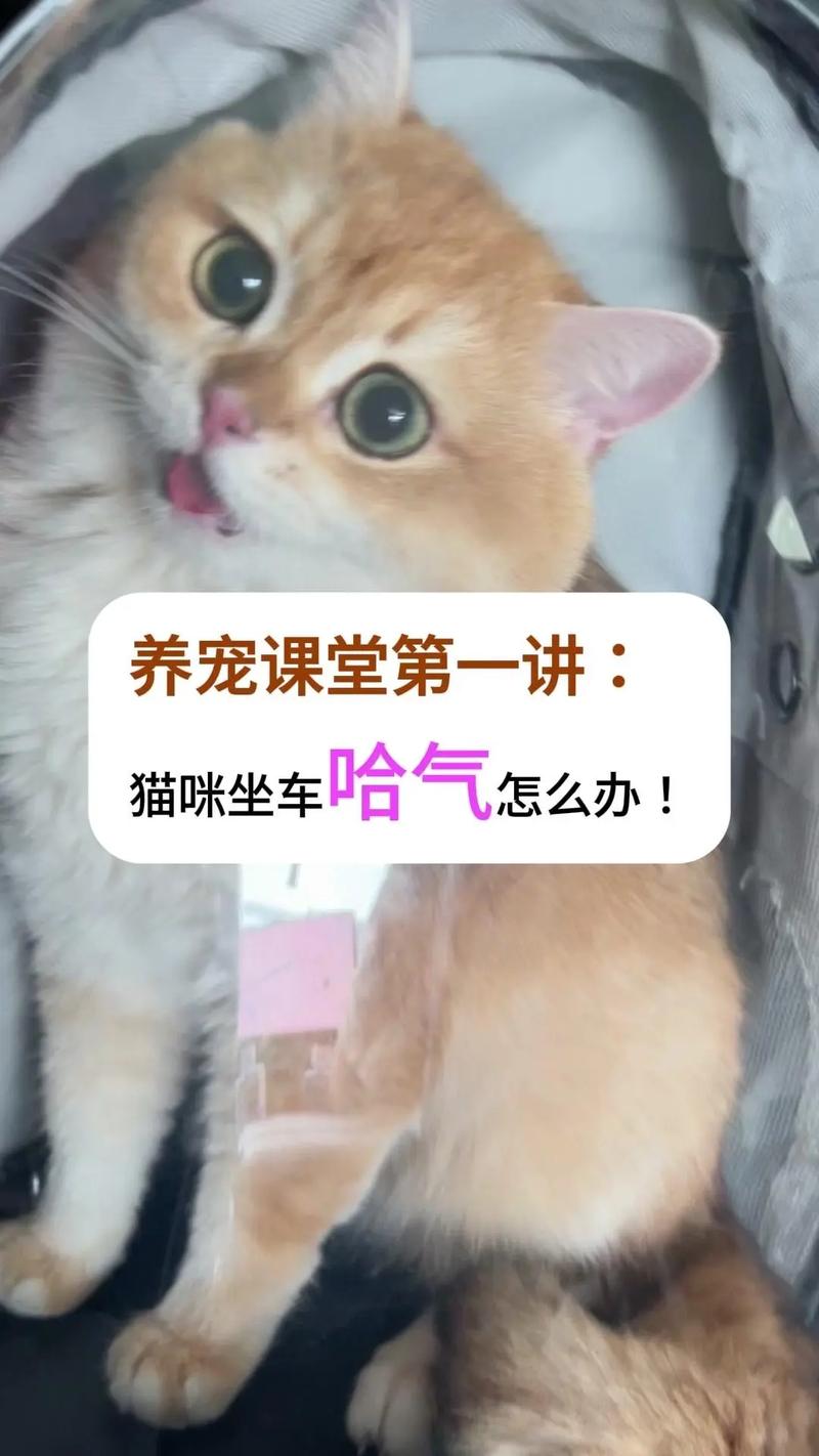 猫咪坐车张嘴什么原因_猫坐车张嘴呼吸怎么办-第4张图片-后鲨宠物 猫咪坐车张嘴什么原因_猫坐车张嘴呼吸怎么办-第4张图片-后鲨宠物