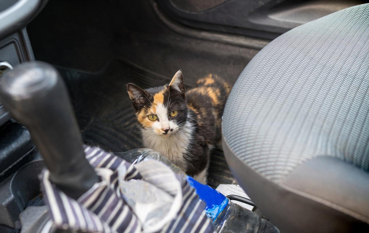 猫咪坐车张嘴什么原因_猫坐车张嘴呼吸怎么办-第5张图片-后鲨宠物 猫咪坐车张嘴什么原因_猫坐车张嘴呼吸怎么办-第5张图片-后鲨宠物