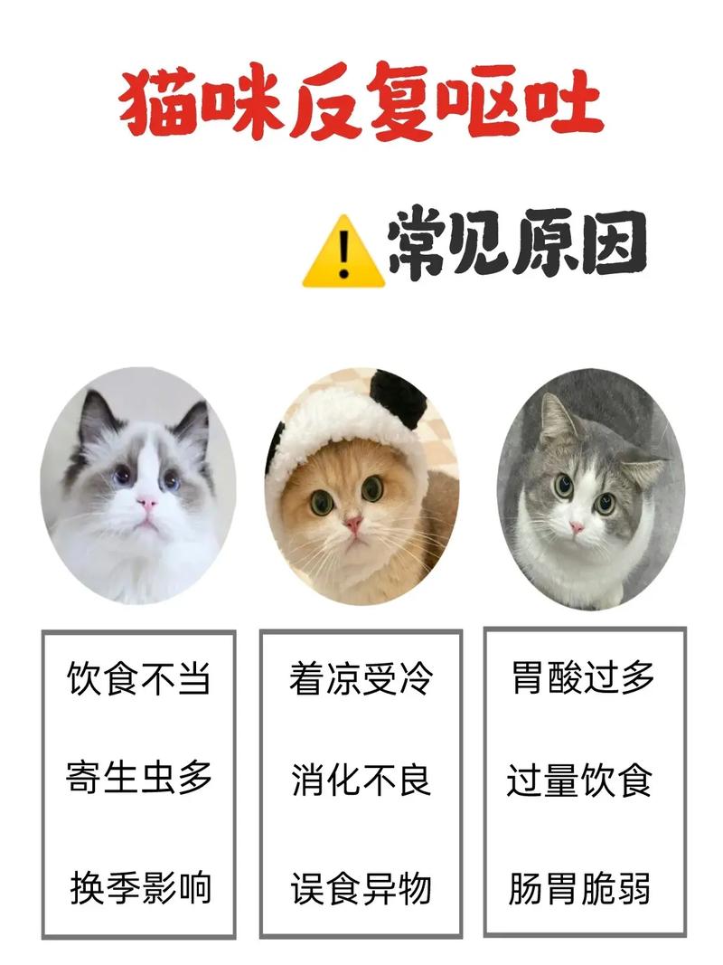 猫咪总吐怎么办_猫咪总吐为什么-第3张图片-后鲨宠物 猫咪总吐怎么办_猫咪总吐为什么-第3张图片-后鲨宠物