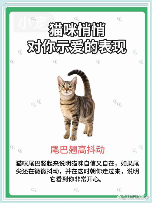 猫咪竖起尾巴什么意思_猫竖起尾巴是干嘛-第1张图片-后鲨宠物 猫咪竖起尾巴什么意思_猫竖起尾巴是干嘛-第1张图片-后鲨宠物