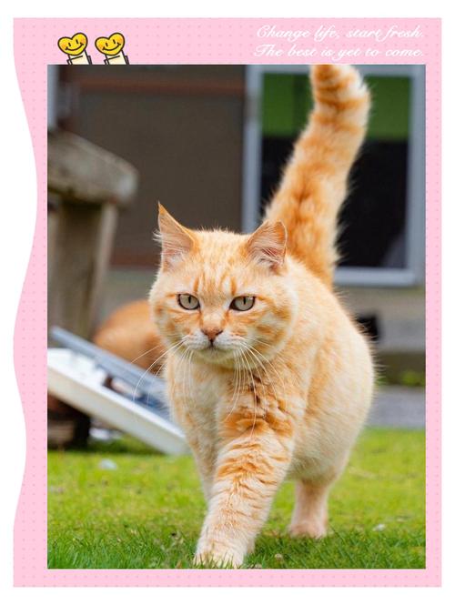 猫咪竖起尾巴什么意思_猫竖起尾巴是干嘛-第4张图片-后鲨宠物 猫咪竖起尾巴什么意思_猫竖起尾巴是干嘛-第4张图片-后鲨宠物