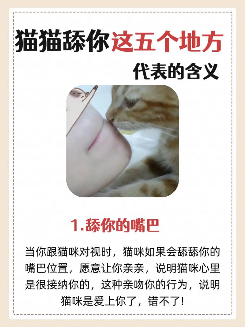 猫咪舔你代表什么,猫猫舔你说明什么?-第2张图片-后鲨宠物 猫咪舔你代表什么,猫猫舔你说明什么?-第2张图片-后鲨宠物