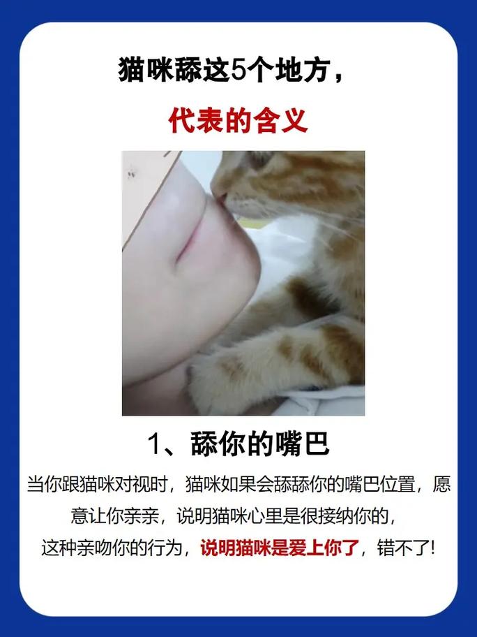 猫咪舔你代表什么,猫猫舔你说明什么?-第4张图片-后鲨宠物 猫咪舔你代表什么,猫猫舔你说明什么?-第4张图片-后鲨宠物