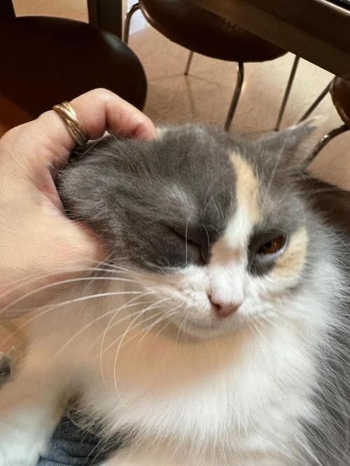 猫猫一直挠耳朵,猫猫一直挠耳朵怎么回事?-第1张图片-后鲨宠物 猫猫一直挠耳朵,猫猫一直挠耳朵怎么回事?-第1张图片-后鲨宠物