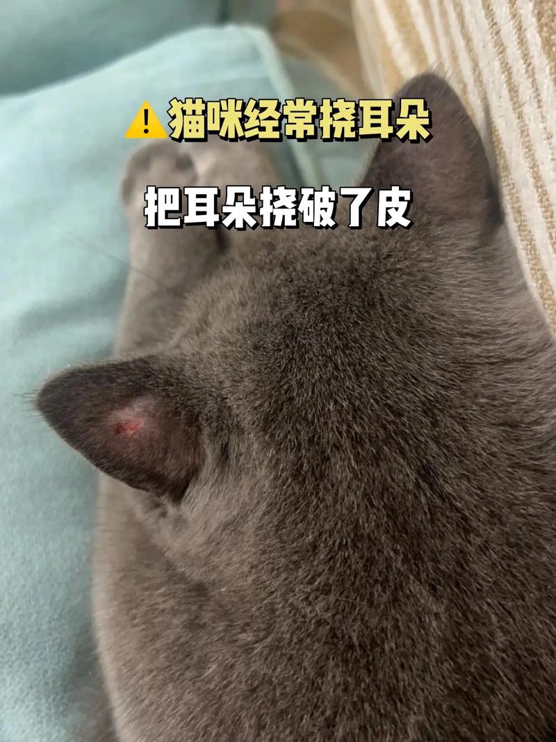 猫猫一直挠耳朵,猫猫一直挠耳朵怎么回事?-第2张图片-后鲨宠物 猫猫一直挠耳朵,猫猫一直挠耳朵怎么回事?-第2张图片-后鲨宠物