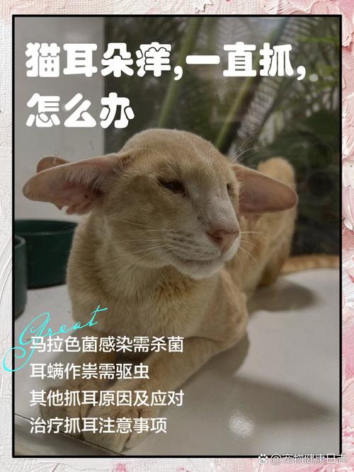 猫猫一直挠耳朵,猫猫一直挠耳朵怎么回事?-第3张图片-后鲨宠物 猫猫一直挠耳朵,猫猫一直挠耳朵怎么回事?-第3张图片-后鲨宠物