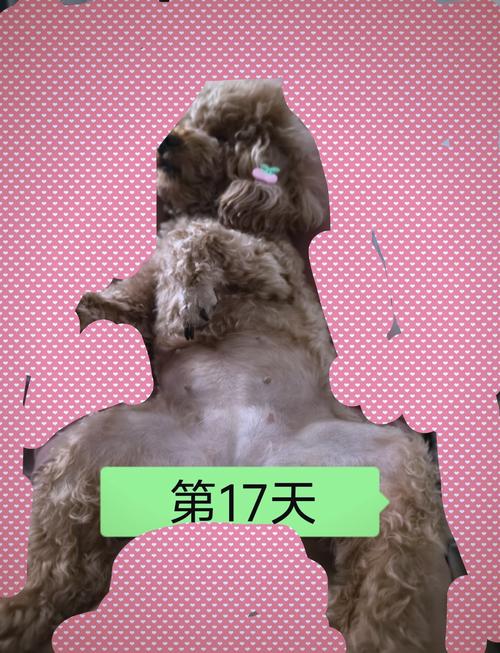 怀孕能抱狗狗吗,孕期可以抱狗狗吗-第5张图片-后鲨宠物 怀孕能抱狗狗吗,孕期可以抱狗狗吗-第5张图片-后鲨宠物