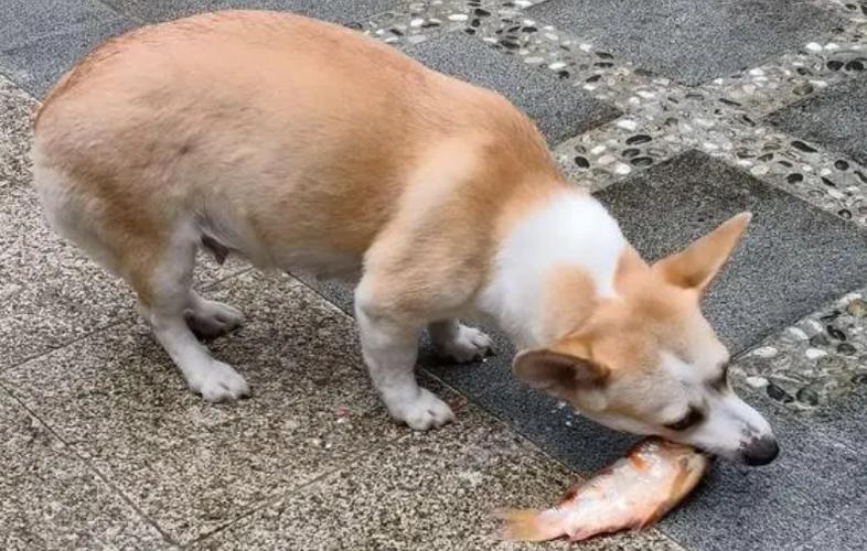 狗狗可以吃黄鳝吗,狗可以吃黄鳝头吗?-第1张图片-后鲨宠物 狗狗可以吃黄鳝吗,狗可以吃黄鳝头吗?-第1张图片-后鲨宠物