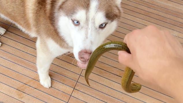 狗狗可以吃黄鳝吗,狗可以吃黄鳝头吗?-第4张图片-后鲨宠物 狗狗可以吃黄鳝吗,狗可以吃黄鳝头吗?-第4张图片-后鲨宠物