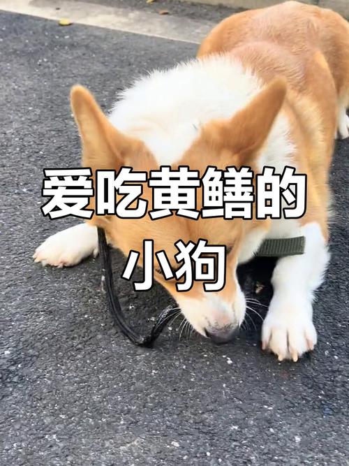 狗狗可以吃黄鳝吗,狗可以吃黄鳝头吗?-第5张图片-后鲨宠物 狗狗可以吃黄鳝吗,狗可以吃黄鳝头吗?-第5张图片-后鲨宠物