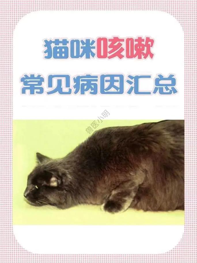 猫咪咳嗽干呕怎么回事_猫咪咳嗽干呕怎么办-第3张图片-后鲨宠物 猫咪咳嗽干呕怎么回事_猫咪咳嗽干呕怎么办-第3张图片-后鲨宠物
