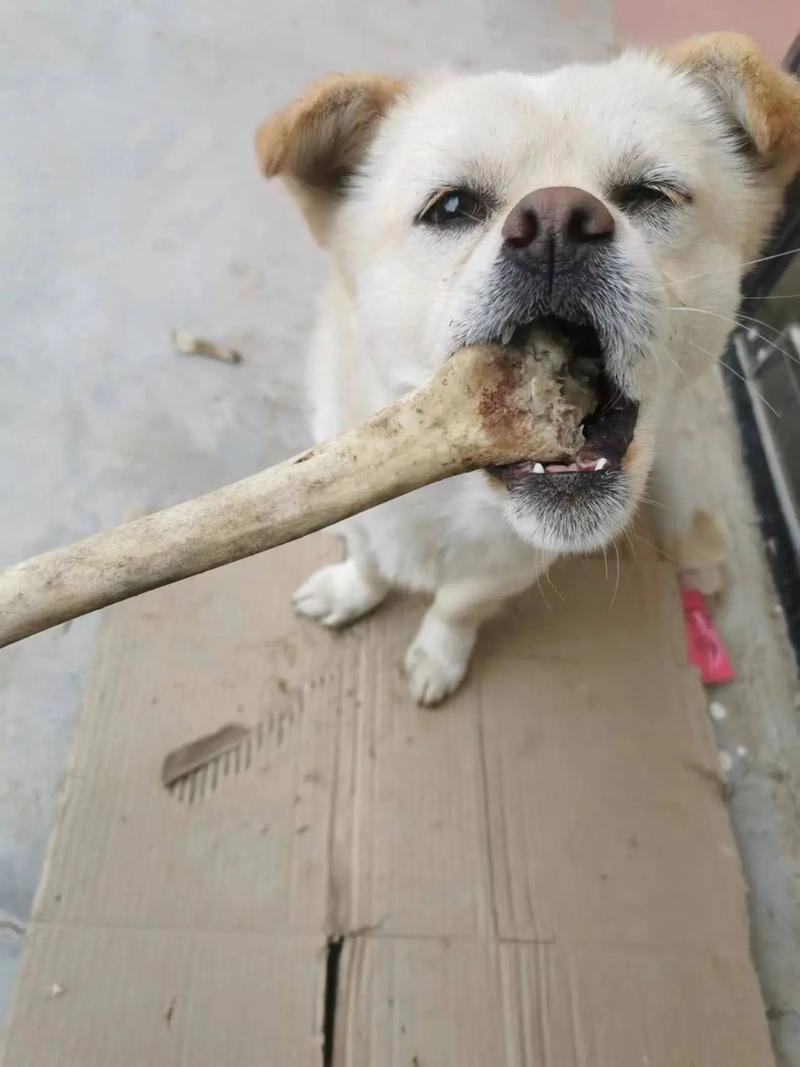 狗狗可以吃羊骨头吗，狗能吃羊骨嘛？-第5张图片-后鲨宠物