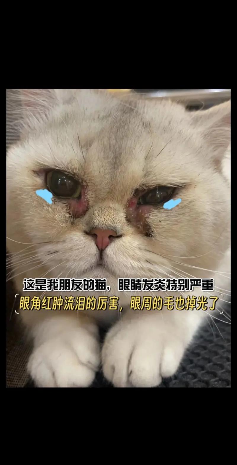 猫咪眼睛进毛怎么办_猫咪眼睛进毛会怎么样-第1张图片-后鲨宠物 猫咪眼睛进毛怎么办_猫咪眼睛进毛会怎么样-第1张图片-后鲨宠物