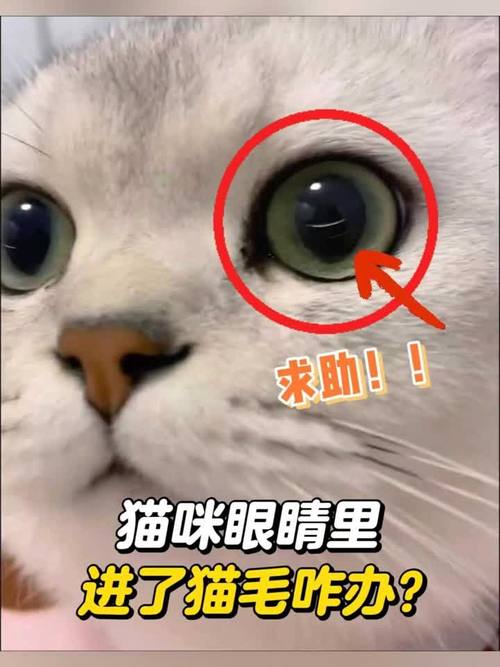 猫咪眼睛进毛怎么办_猫咪眼睛进毛会怎么样-第2张图片-后鲨宠物 猫咪眼睛进毛怎么办_猫咪眼睛进毛会怎么样-第2张图片-后鲨宠物