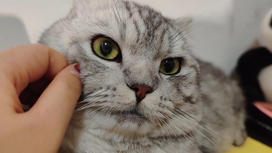 猫咪眼睛进毛怎么办_猫咪眼睛进毛会怎么样-第3张图片-后鲨宠物 猫咪眼睛进毛怎么办_猫咪眼睛进毛会怎么样-第3张图片-后鲨宠物