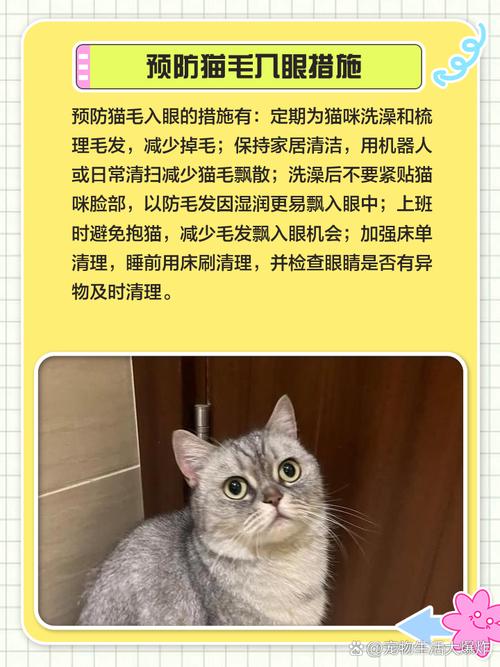 猫咪眼睛进毛怎么办_猫咪眼睛进毛会怎么样-第4张图片-后鲨宠物 猫咪眼睛进毛怎么办_猫咪眼睛进毛会怎么样-第4张图片-后鲨宠物