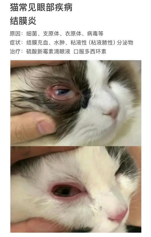 猫咪眼睛进毛怎么办_猫咪眼睛进毛会怎么样-第5张图片-后鲨宠物 猫咪眼睛进毛怎么办_猫咪眼睛进毛会怎么样-第5张图片-后鲨宠物