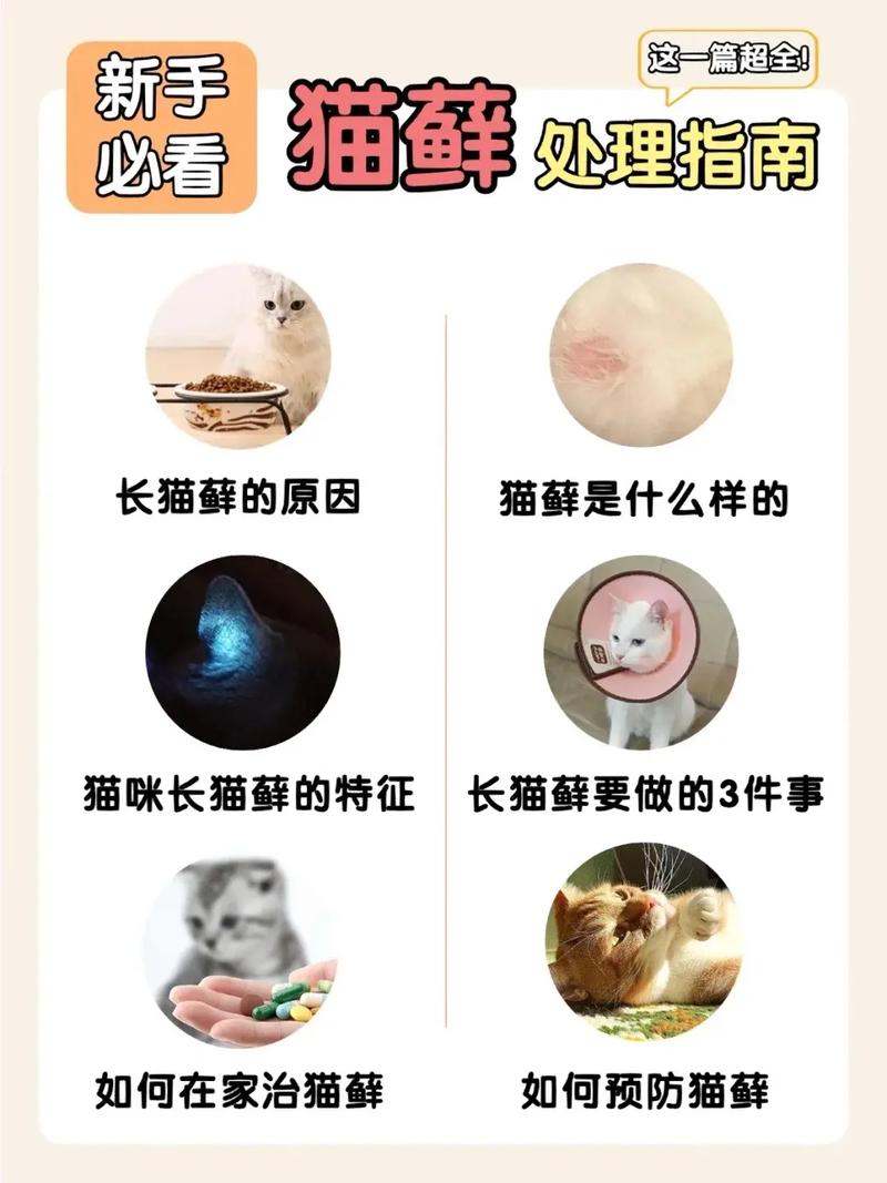 猫咪为什么得猫藓,猫咪长猫藓用什么药好得快-第5张图片-后鲨宠物 猫咪为什么得猫藓,猫咪长猫藓用什么药好得快-第5张图片-后鲨宠物