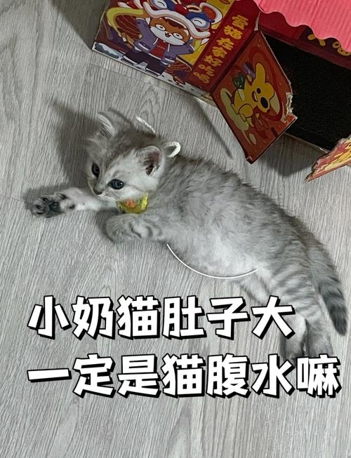 猫咪肚子咕咕叫_狗狗肚子一直咕噜咕噜叫是怎么了-第4张图片-后鲨宠物 猫咪肚子咕咕叫_狗狗肚子一直咕噜咕噜叫是怎么了-第4张图片-后鲨宠物