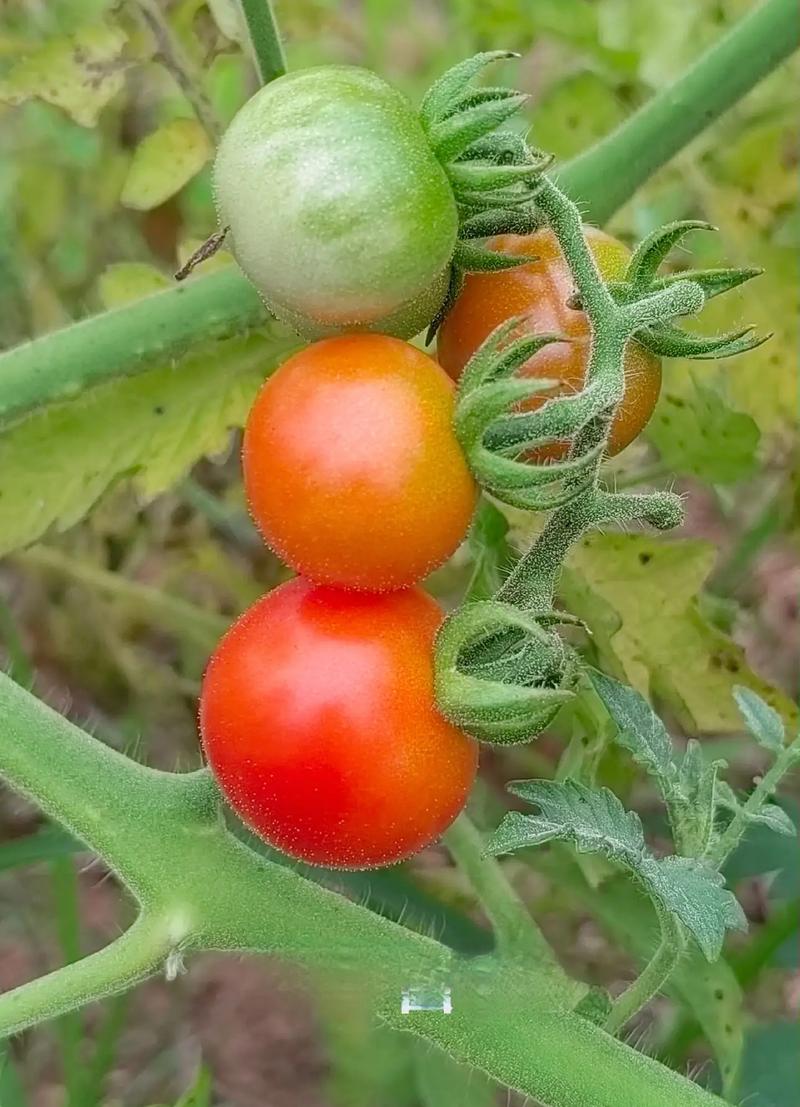 狗狗可以吃圣女果吗_狗狗可以吃圣女果吗为什么-第5张图片-后鲨宠物 狗狗可以吃圣女果吗_狗狗可以吃圣女果吗为什么-第5张图片-后鲨宠物