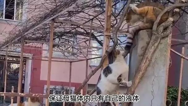 猫咪发情的声音,猫咪发情的声音会变吗?-第3张图片-后鲨宠物 猫咪发情的声音,猫咪发情的声音会变吗?-第3张图片-后鲨宠物