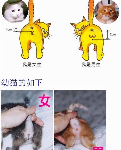 猫咪发情的声音,猫咪发情的声音会变吗?-第5张图片-后鲨宠物 猫咪发情的声音,猫咪发情的声音会变吗?-第5张图片-后鲨宠物