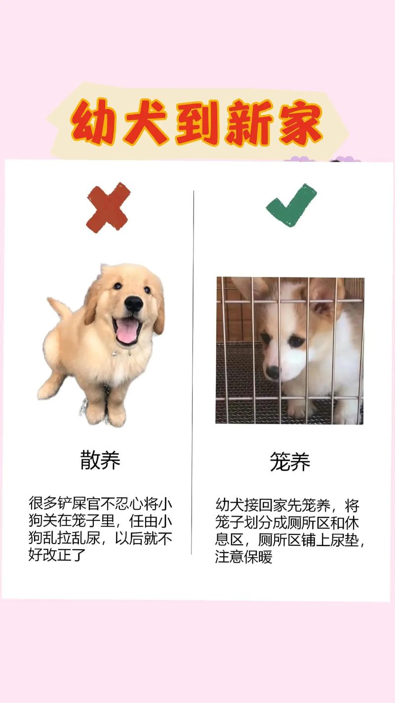 狗狗刚到新家怎么处理,狗狗刚到新家怎么处理卫生-第3张图片-后鲨宠物 狗狗刚到新家怎么处理,狗狗刚到新家怎么处理卫生-第3张图片-后鲨宠物