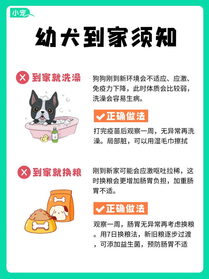 狗狗刚到新家怎么处理,狗狗刚到新家怎么处理卫生-第5张图片-后鲨宠物 狗狗刚到新家怎么处理,狗狗刚到新家怎么处理卫生-第5张图片-后鲨宠物