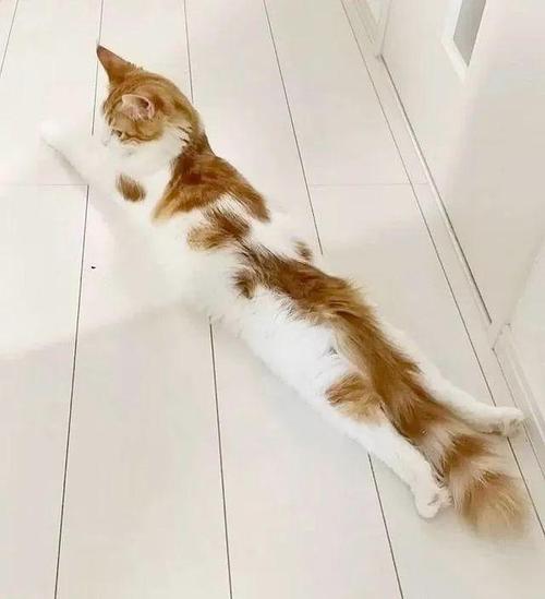 猫咪尾巴拍打地面,猫咪尾巴拍地板-第4张图片-后鲨宠物 猫咪尾巴拍打地面,猫咪尾巴拍地板-第4张图片-后鲨宠物