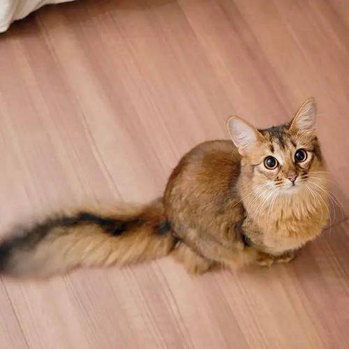 猫咪尾巴拍打地面,猫咪尾巴拍地板-第5张图片-后鲨宠物 猫咪尾巴拍打地面,猫咪尾巴拍地板-第5张图片-后鲨宠物