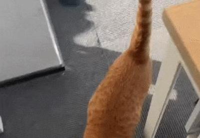 猫咪尾巴拍打地面,猫咪尾巴拍地板-第6张图片-后鲨宠物 猫咪尾巴拍打地面,猫咪尾巴拍地板-第6张图片-后鲨宠物