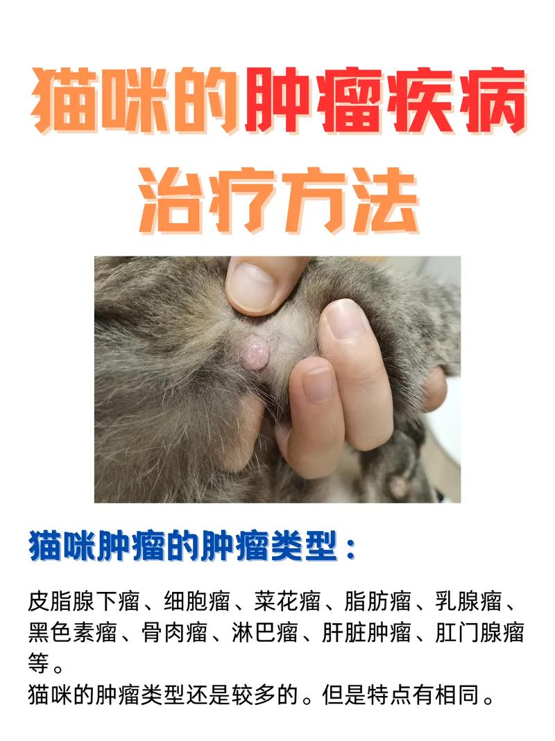 猫咪做手术大概多少钱,猫咪做手术费用?-第5张图片-后鲨宠物 猫咪做手术大概多少钱,猫咪做手术费用?-第5张图片-后鲨宠物
