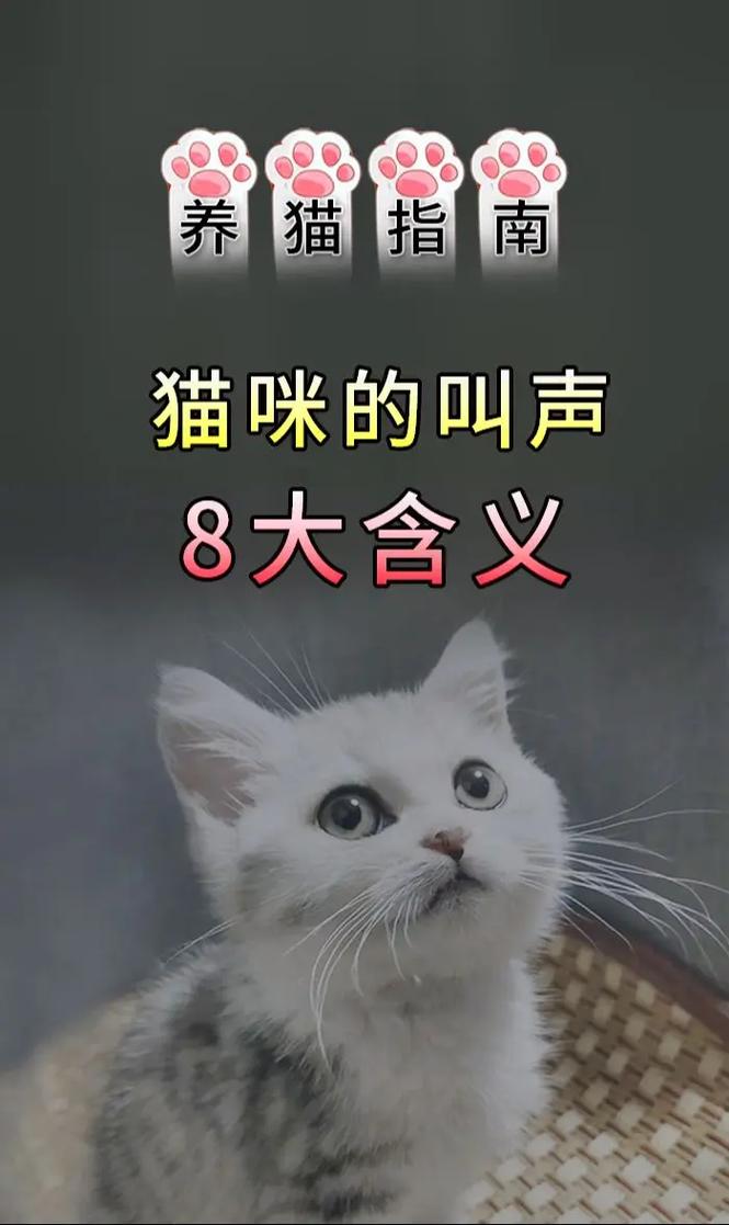 猫咪发出嗯嗯声像撒娇,猫咪发出嗯嗯声像撒娇是什么意思-第2张图片-后鲨宠物 猫咪发出嗯嗯声像撒娇,猫咪发出嗯嗯声像撒娇是什么意思-第2张图片-后鲨宠物