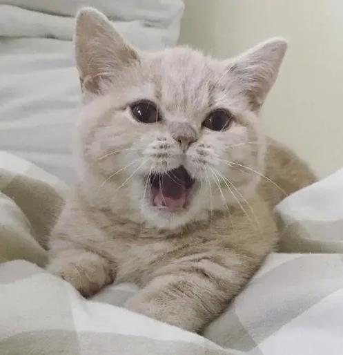 猫咪发出嗯嗯声像撒娇,猫咪发出嗯嗯声像撒娇是什么意思-第3张图片-后鲨宠物 猫咪发出嗯嗯声像撒娇,猫咪发出嗯嗯声像撒娇是什么意思-第3张图片-后鲨宠物