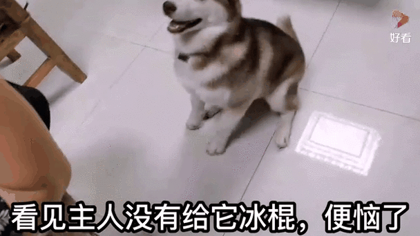 狗狗能吃冰棒吗,狗狗可以吃冰棍儿吗??-第1张图片-后鲨宠物 狗狗能吃冰棒吗,狗狗可以吃冰棍儿吗??-第1张图片-后鲨宠物