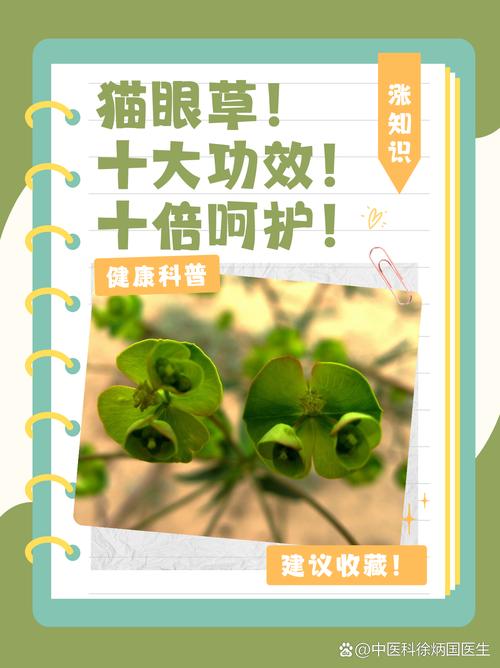 猫猫眼草的作用与用途,猫眼草有哪些功效-第3张图片-后鲨宠物 猫猫眼草的作用与用途,猫眼草有哪些功效-第3张图片-后鲨宠物