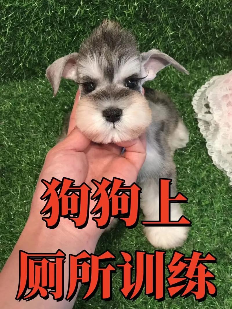 如何训练狗狗大小便,如何训练狗狗大小便方法-第2张图片-后鲨宠物 如何训练狗狗大小便,如何训练狗狗大小便方法-第2张图片-后鲨宠物