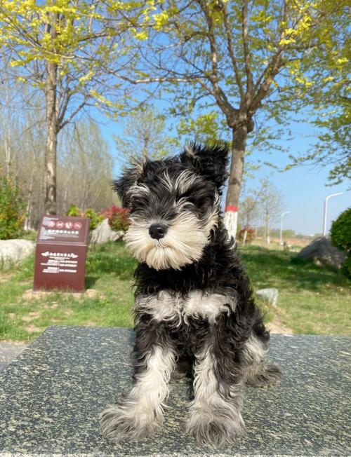 如何训练狗狗大小便,如何训练狗狗大小便方法-第5张图片-后鲨宠物 如何训练狗狗大小便,如何训练狗狗大小便方法-第5张图片-后鲨宠物